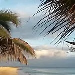 Palm Garden 1