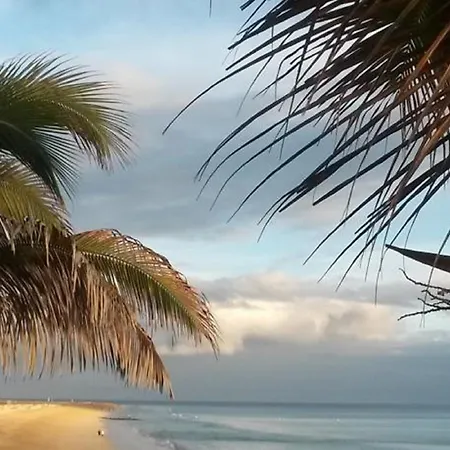 Palm Garden 1